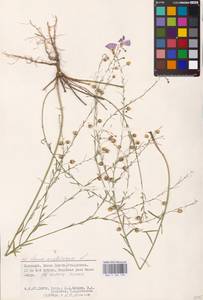 Linum austriacum L., Eastern Europe, Lower Volga region (E9) (Russia)