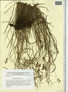 Carex hypochlora Freyn, Siberia, Russian Far East (S6) (Russia)