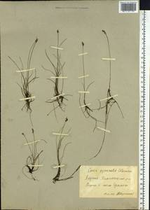 Carex nardina (Hornem.) Fr., Siberia, Yakutia (S5) (Russia)