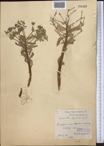 Euphorbia rapulum Kar. & Kir., Middle Asia, Syr-Darian deserts & Kyzylkum (M7) (Kazakhstan)