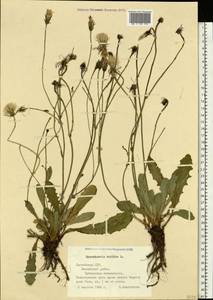 Hypochaeris radicata L., Eastern Europe, Latvia (E2b) (Latvia)