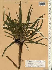 Tragopogon tanaiticus Artemczuk, Eastern Europe, Central forest-and-steppe region (E6) (Russia)