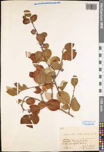 Cotoneaster melanocarpus G. Lodd., Eastern Europe, Eastern region (E10) (Russia)