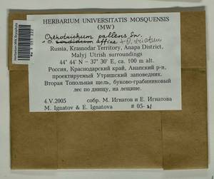 Orthotrichum pallens Bruch ex Brid., Bryophytes, Bryophytes - North Caucasus & Ciscaucasia (B12) (Russia)