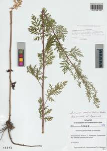 Artemisia gmelinii Weber ex Stechm., Siberia, Altai & Sayany Mountains (S2) (Russia)