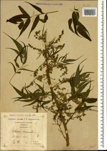 Datisca cannabina L., Caucasus, Georgia (K4) (Georgia)