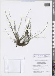 Equisetum variegatum Schleich. ex F. Weber & D. Mohr, Siberia, Central Siberia (S3) (Russia)