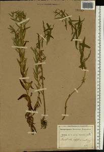 Gratiola officinalis L., Eastern Europe, Central forest-and-steppe region (E6) (Russia)