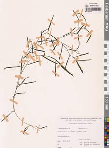 Potamogeton maackianus A.Benn., Siberia, Russian Far East (S6) (Russia)
