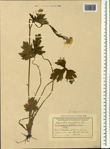 Ranunculus elegans C. Koch, Caucasus, Black Sea Shore (from Novorossiysk to Adler) (K3) (Russia)