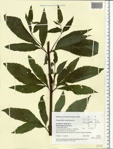 Eupatorium cannabinum L., Eastern Europe, Central region (E4) (Russia)