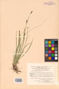 Carex vaginata var. petersii (C.A.Mey. ex F.Schmidt) Akiyama, Siberia, Chukotka & Kamchatka (S7) (Russia)