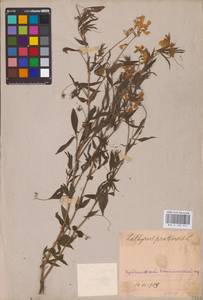 Lathyrus pratensis L., Eastern Europe, Middle Volga region (E8) (Russia)