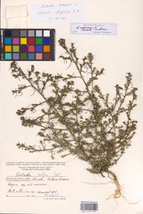 Salsola collina Pall., Eastern Europe, Moscow region (E4a) (Russia)