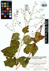 Eutrema cordifolium Turcz. ex Ledeb., Siberia, Baikal & Transbaikal region (S4) (Russia)