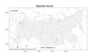 Agrostis lazica Balansa, Atlas of the Russian Flora (FLORUS) (Russia)