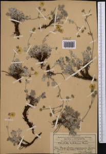 Potentilla hololeuca Boiss., Middle Asia, Western Tian Shan & Karatau (M3) (Kazakhstan)