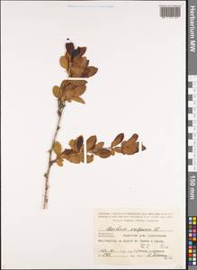 Berberis vulgaris L., Caucasus, Azerbaijan (K6) (Azerbaijan)