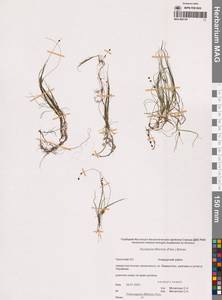 Stuckenia filiformis (Pers.) Börner, Siberia, Chukotka & Kamchatka (S7) (Russia)