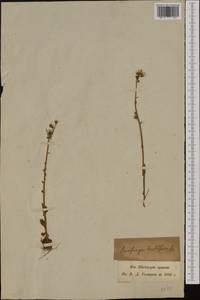 Saxifraga bulbifera L., Western Europe (EUR) (Switzerland)