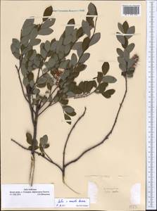 Salix onusta Bess., Eastern Europe, Northern region (E1) (Russia)