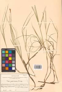 Carex pseudocuraica F.Schmidt, Siberia, Russian Far East (S6) (Russia)