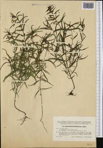 Melampyrum subalpinum (Juratzka) A. Kerner, Western Europe (EUR) (Czech Republic)