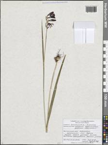 Gladiolus imbricatus L., Eastern Europe, Central forest-and-steppe region (E6) (Russia)