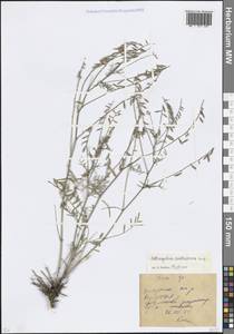 Astragalus austriacus Jacq., Eastern Europe, Rostov Oblast (E12a) (Russia)