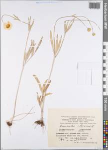 Ranunculus illyricus L., Eastern Europe, Lower Volga region (E9) (Russia)
