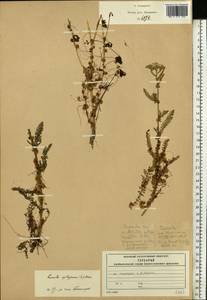 Cuscuta epithymum (L.) L., Eastern Europe, Moscow region (E4a) (Russia)