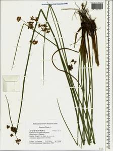 Juncus effusus L., Crimea (KRYM) (Russia)