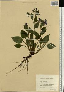 Pulmonaria obscura Dumort., Eastern Europe, Central forest-and-steppe region (E6) (Russia)