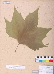 Platanus orientalis L., South Asia, South Asia (Asia outside ex-Soviet states and Mongolia) (ASIA) (China)