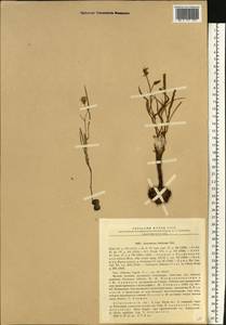 Gelasia tuberosa (Pall.) Zaika, Sukhor. & N. Kilian, Eastern Europe, Lower Volga region (E9) (Russia)