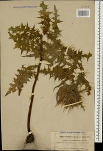 Cirsium obvallatum (M. Bieb.) M. Bieb., Caucasus, Georgia (K4) (Georgia)