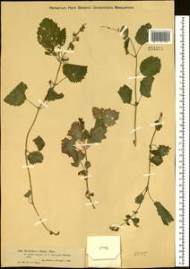 Scrophularia altaica Murray, Siberia, Western (Kazakhstan) Altai Mountains (S2a) (Kazakhstan)