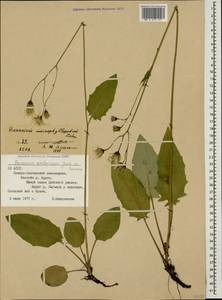 Hieracium murorum subsp. exotericum (Jord. ex Boreau) Sudre, Caucasus, North Ossetia, Ingushetia & Chechnya (K1c) (Russia)