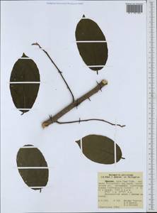 Pouteria altissima (A.Chev.) Baehni, Africa (AFR) (Ethiopia)