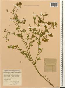 Medicago sativa subsp. glomerata (Balb.) Rouy, Caucasus, Dagestan (K2) (Russia)
