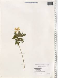Anemone nemorosa L., Eastern Europe, Moscow region (E4a) (Russia)