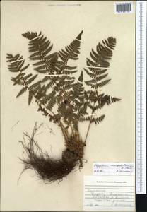 Dryopteris mindshelkensis Pavlov, Middle Asia, Western Tian Shan & Karatau (M3) (Kazakhstan)