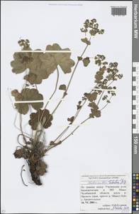 Alchemilla tubulosa Juz., Eastern Europe, Eastern region (E10) (Russia)