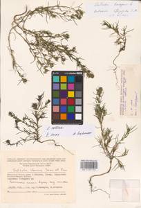 Salsola collina Pall., Eastern Europe, Moscow region (E4a) (Russia)