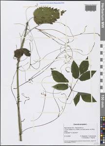 Cuscuta europaea L., Eastern Europe, Central forest region (E5) (Russia)