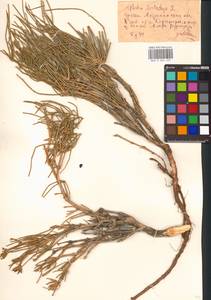 Ephedra distachya L., Eastern Europe, Lower Volga region (E9) (Russia)