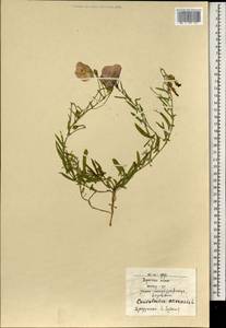 Convolvulus arvensis L., Mongolia (MONG) (Mongolia)