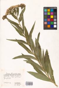 Senecio sarracenicus L., Eastern Europe, Moscow region (E4a) (Russia)