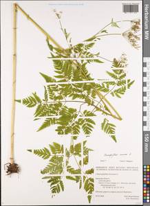 Chaerophyllum aureum L., Eastern Europe, Western region (E3) (Russia)