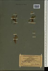 Bellis perennis L., Caucasus, Azerbaijan (K6) (Azerbaijan)